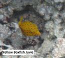 Yellow Boxfish juvie